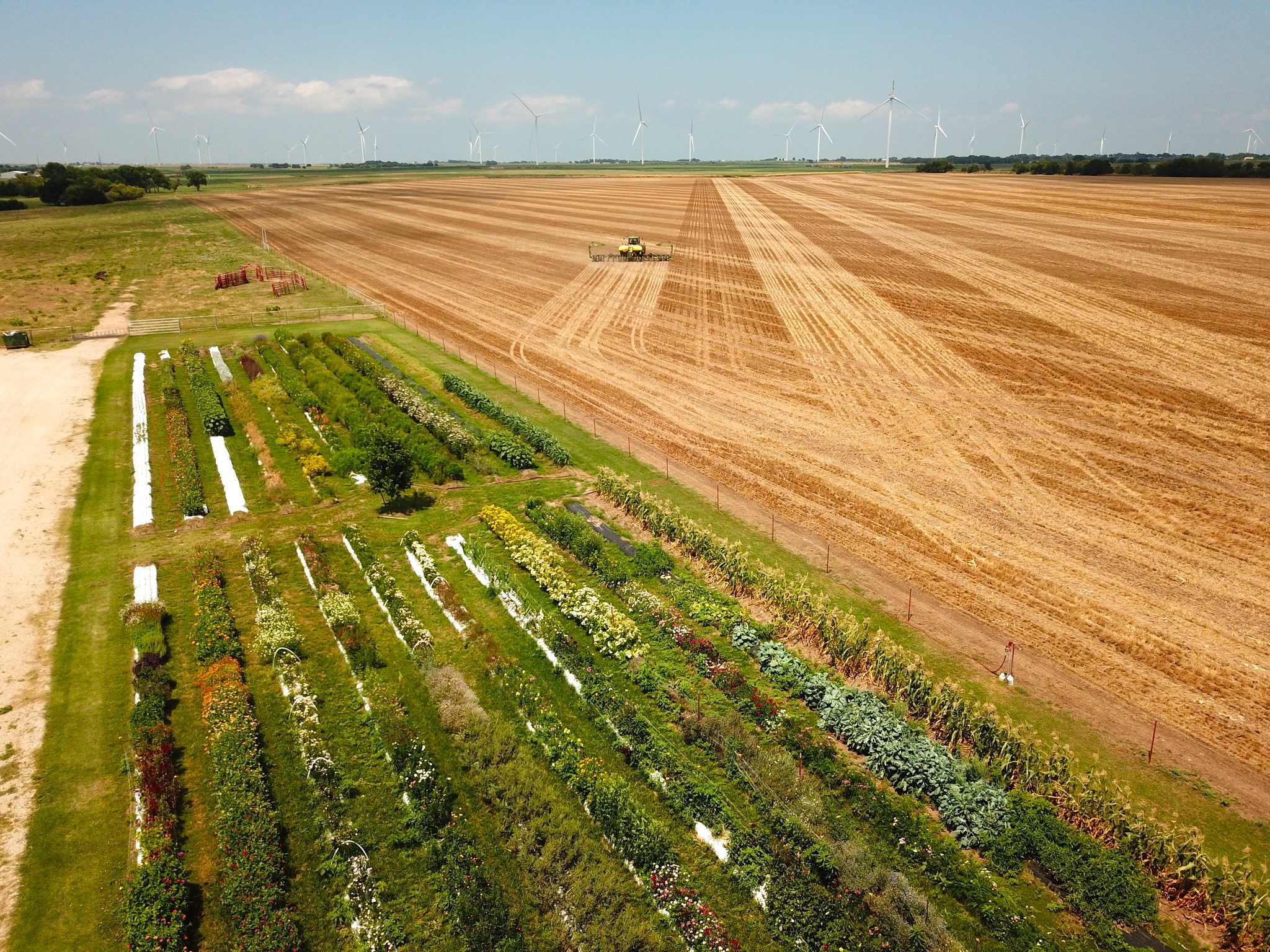 a tractor tills a large field behind rows of flowers a tractor tills a large field behind rows of flowers