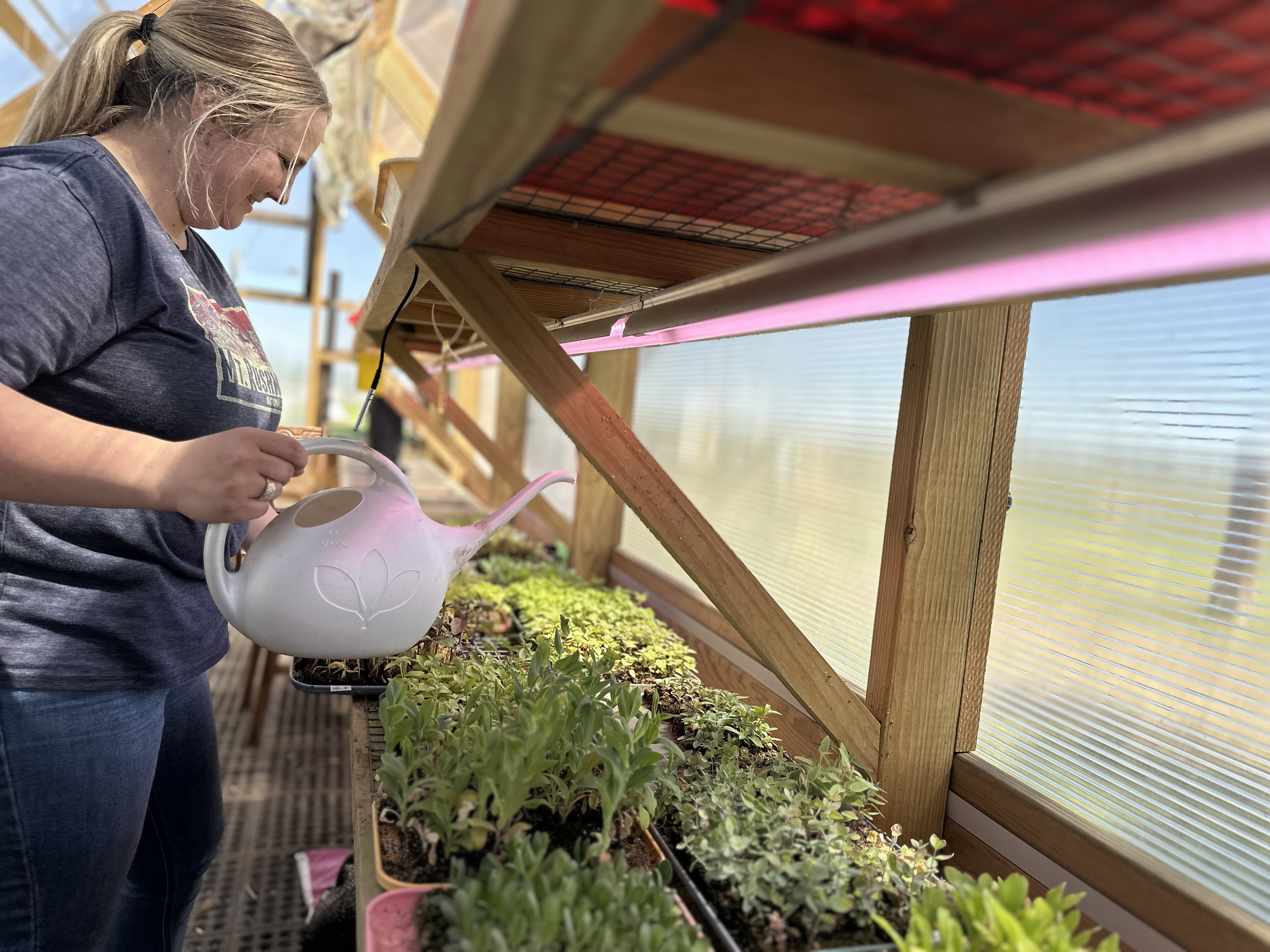 Anna waters seedlings with watering can in greenhouse Anna waters seedlings with watering can in greenhouse
